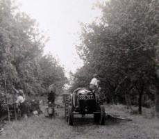 Cornton Orchard Sept 1974